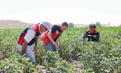 Nevşehir Patatesinde Sezon Takibi Sürüyor