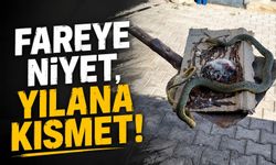 Nevşehir'de Yapıştırıcı Fare Tuzağına Yılan Takıldı
