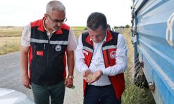 Nevşehir'de Arpada Yüksek Rekolte Beklentisi