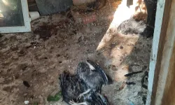 Nevşehir'de Kümese Giren Gelincik 11 Hindiyi Telef Etti