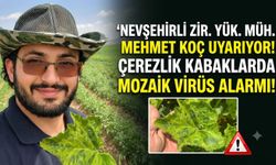 Nevşehirli Uzmandan Çerezlik Kabak Üreticilerine Mozaik Virüs Uyarısı