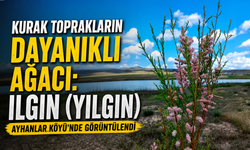 Avanos'ta Görüntülendi: İşte Yılgın Ağacının Bilinmeyenleri