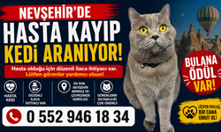 Nevşehir’de Hasta Kedi Kayıp: Sahibi Günlerdir Arıyor