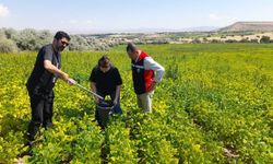 Nevşehir’de Fasulye Tarlalarında Verimlilik ve Hastalık Çalışması