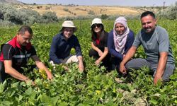 Nevşehir’de Kuru Fasulye Tarlalarında Saha İncelemesi