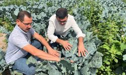 Nevşehir’de Tarlalar Yeşerdi, Brokoli Hasadı Başladı