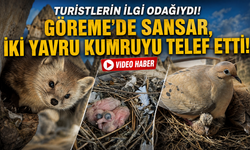 Nevşehir'de Kumru Yuvasına Sansar Saldırısı Kamerada!