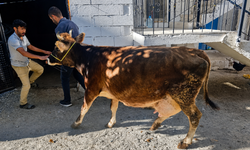Nevşehir İHH’dan Aileye İnek ve İki Dana Hibe Edildi