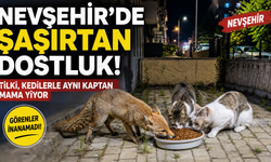 Nevşehir'de Kedilerle Tilkinin Sıra Dışı Dostluğu Kamerada!