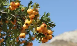 Nevşehir’in Dağlarından Gelen Şifa: Alıç Mevsimi Başladı