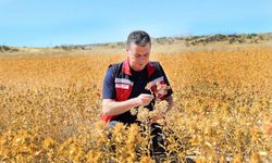 Nevşehir’de Aspir Hasadı Gerçekleştirildi