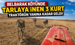 Nevşehir’de Tarlaya İnen 3 Kurt Cep Telefonuyla Görüntülendi!