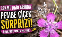 Nevşehir’de Peygamberdevesi Çiçek Üzerinde Görüntülendi