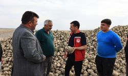 Nevşehir’de Şeker Pancarı Hasadı 388 Bin Tonu Aştı!