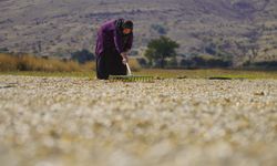 Nevşehir’de Tarlalar Sarıya Büründü! Kabak Çekirdeği Şöleni