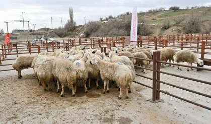 Nevşehir'de yüzde 50 hibeli 50 damızlık koç dağıtıldı