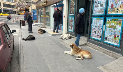 Vatandaşlar Çözüm Bekliyor: Ürgüp'te Başıboş Köpek Sorunu Büyüyor