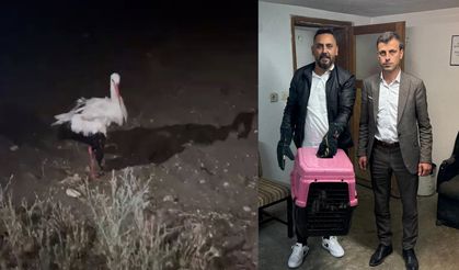 Nevşehir'de yaralı leyleğe Sulusaray Belediyesi sahip çıktı!