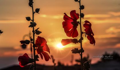 Nevşehir’in Şifalı Güzelliği: Hatmi Çiçeğinin İnanılmaz Faydaları!