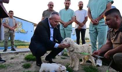 Nevşehir, Sokak Hayvanları Sorununu Tamamen Bitiriyor