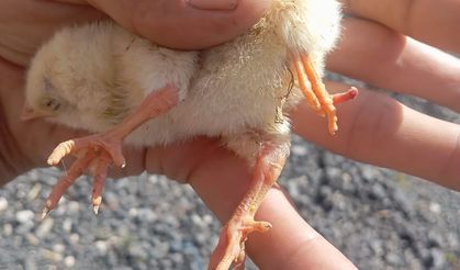 Nevşehir'de yumurtadan dört ayaklı civciv çıktı!