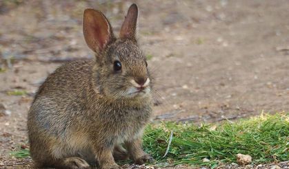 Ürgüp’te Duyarlı Vatandaş: Yavru Tavşanı Kenelerden Temizledi