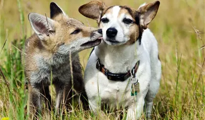 Nevşehir’de Tilki ile Köpeğin Sıra Dışı Oyunu Gülümsetti