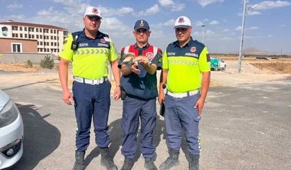 Nevşehir'de Bitkin Halde Bulunan Balaban Kuşu Kurtarıldı