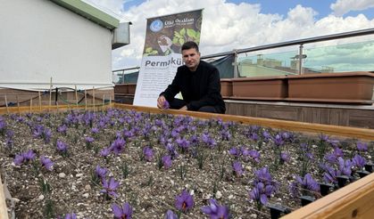 Ülkü Ocakları Genel Merkezi’nin Terasında Safran Hasadı Yapıldı