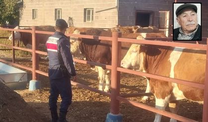 Yazıhüyük’te Boğa Sıkıştırması Sonucu Ölüm