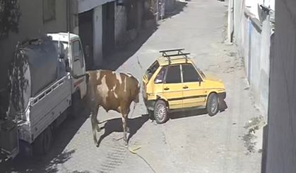 Özkonak'ta kızgın boğa araca böyle saldırdı