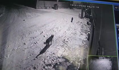 Nevşehir'de Aç Kalan Kurtlar Acıgöl Merkezine İndi