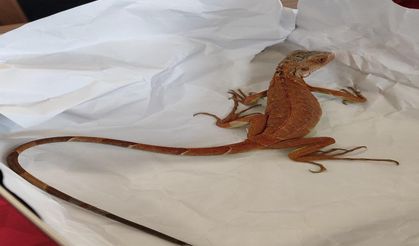 Nevşehir’de Evde İguana Besledi, 15 Bin TL Ceza Yedi