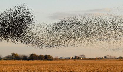 Nevşehir'de Gökyüzünü Bulut Gibi Kapladılar