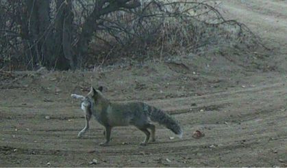Kapadokya’nın Yaban Hayatı Fotokapanlarla Görüntülendi