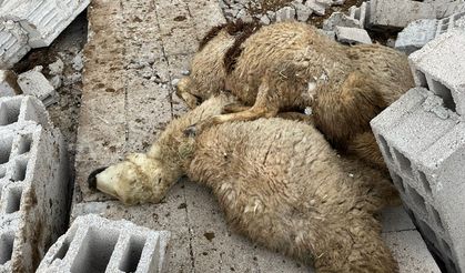 Nevşehir'de fırtına yüzünden çatı uçtu, 12 koyun telef oldu