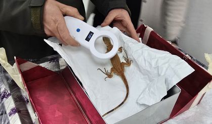 Nevşehir’de Kaçak İguana Koruma Altına Alındı