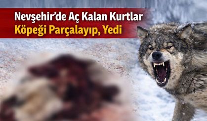 Nevşehir’de Kurtların Parçaladığı Köpekten Geriye Deri ve Tasma Kaldı
