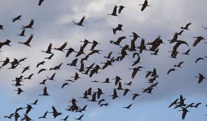 Nevşehir Semaları Turna Sürüsüyle Renklendi