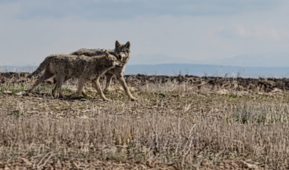 Nevşehir Kozaklı’da Tedirgin Eden Görüntü: Kurtlar Kamerada!
