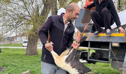 Nevşehir Üçkuyu Köyü’nde Ayağı Ağaca Takılan Leylek Kurtarıldı