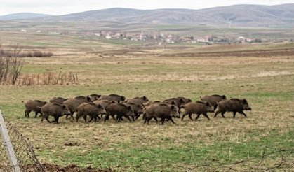 Nevşehir’de Yaban Domuzları Alarm Veriyor | VİDEO İZLE