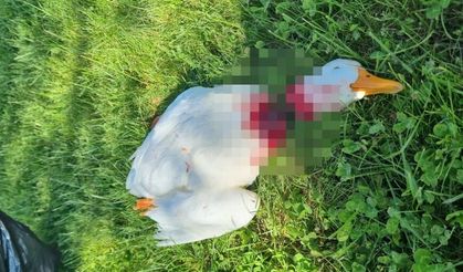 Kızılırmak’ın Avanos’ta Simgesi Kazlara Saldırı Tepki Çekti