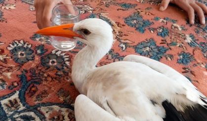 Gülşehir’de Yaralı Leyleği Duyarlı Vatandaş Kurtardı