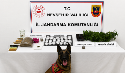 Nevşehir’de Jandarmadan Yasa Dışı Kenevir Ekimi Operasyonu