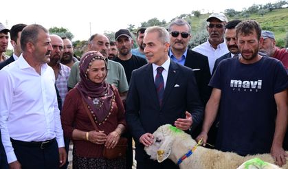 Nevşehir’de 100 Damızlık Koç Üreticilere Dağıtıldı