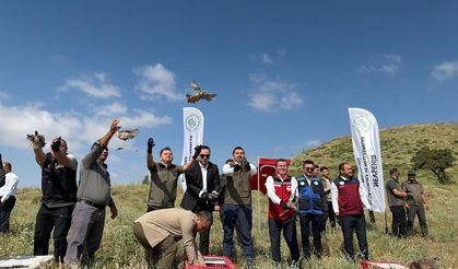 Nevşehir Yeşilöz Köyü’nde 350 Keklik Doğayla Buluştu