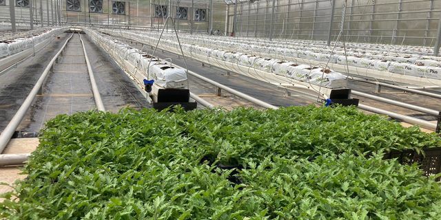 Kozaklı’da 50 Bin kg domates üretimi hedefleniyor 