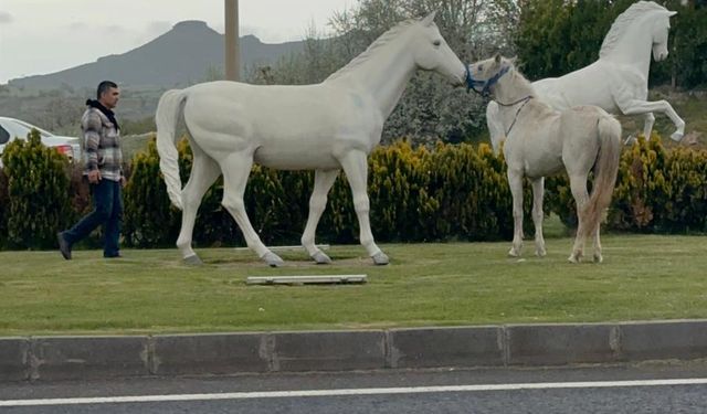 Nevşehir'de şaşırtan görüntü! At figürleri arasında gerçek at