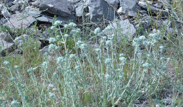 Nevşehir'in en meşhur şifalı bitkisi: Peryavşan otu